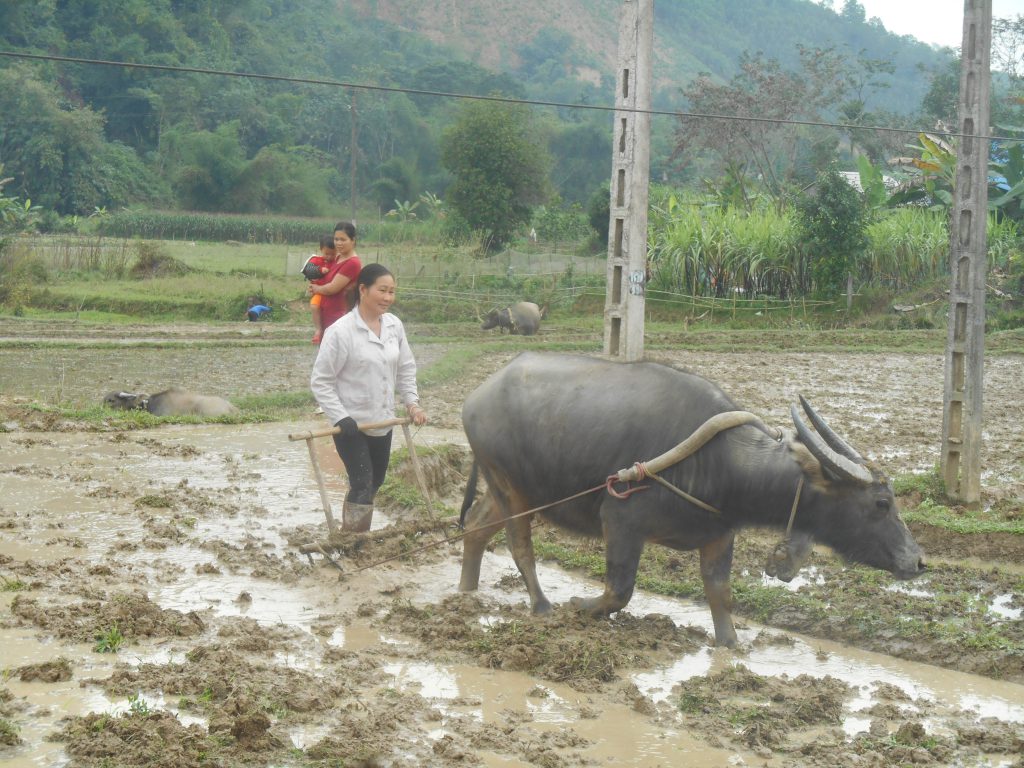 Vietnam Bicycle Tour