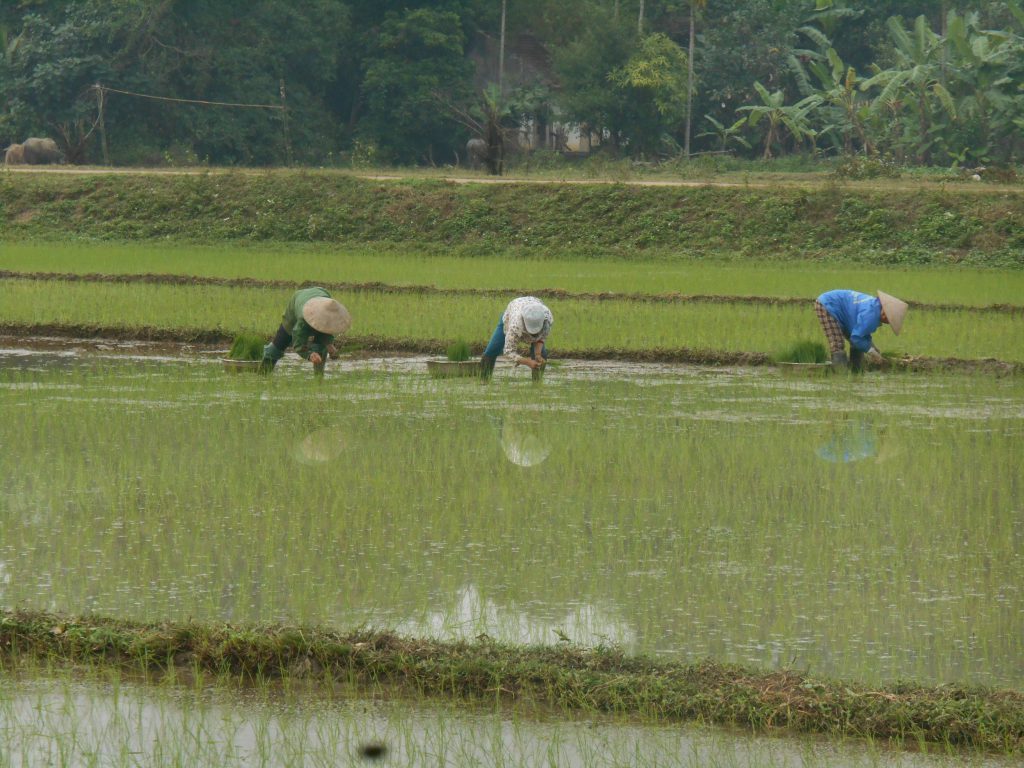 Vietnam Bicycle Tour