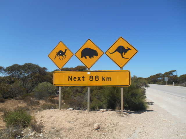 Driving from Perth to Adelaide – Don’t Step on a Snake!