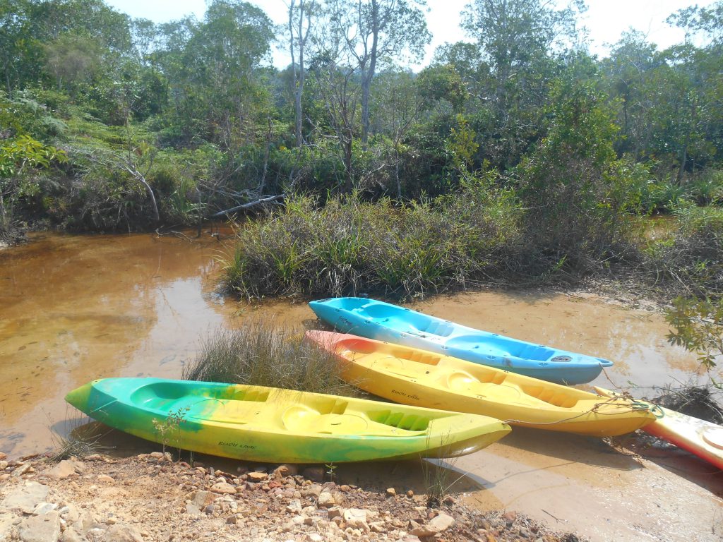 Kayaking in the Mangroves