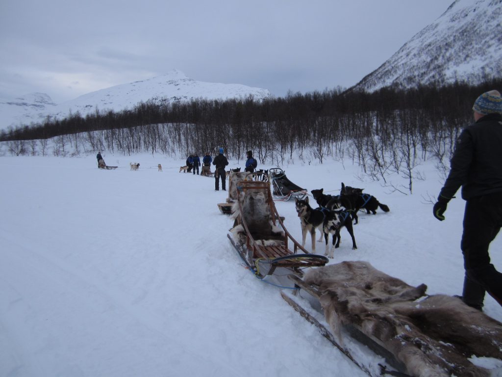 Dog Sledding in Tromso