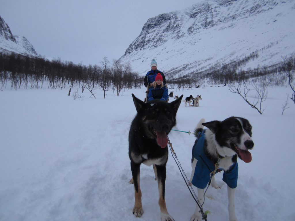 Dog Sledding in Tromso