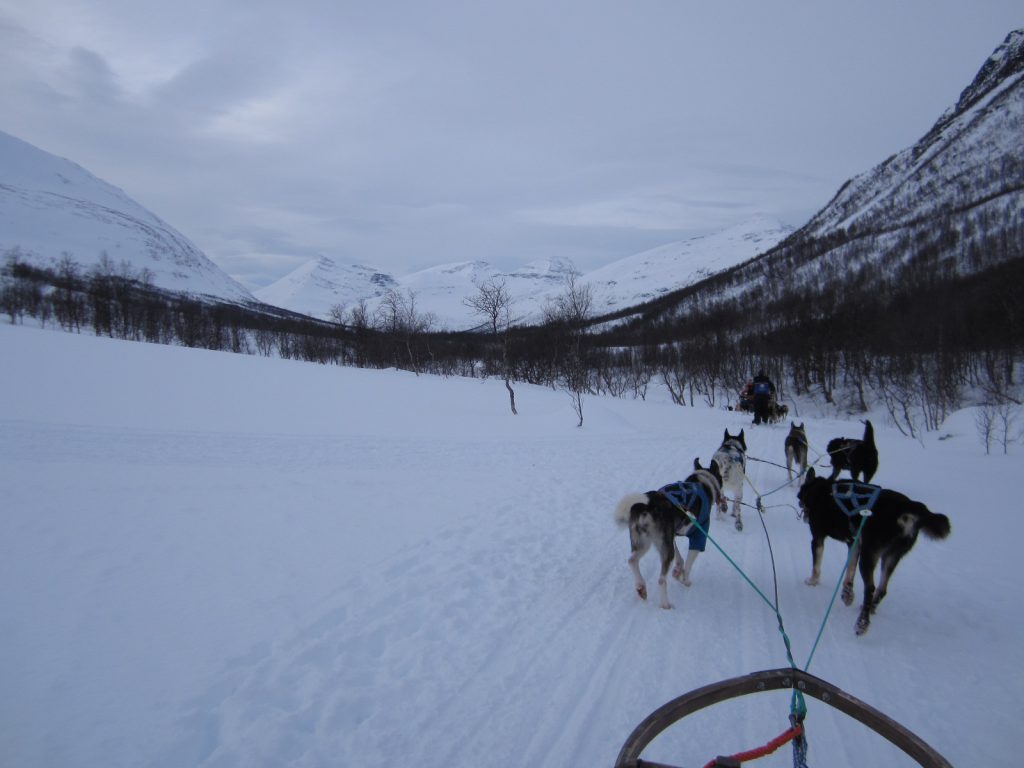 Dog Sledding in Tromso