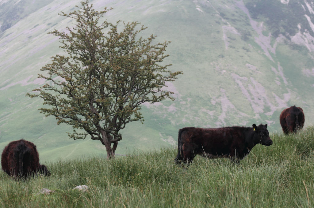 A Holiday in the Lake District